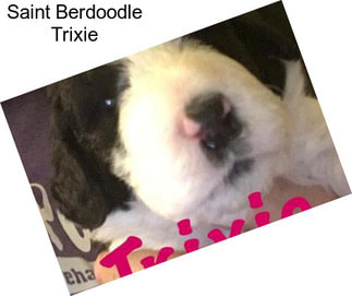 Saint Berdoodle Trixie