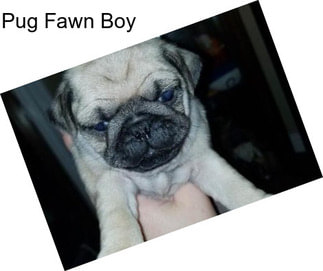 Pug Fawn Boy