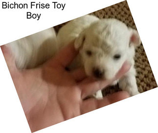 Bichon Frise Toy Boy