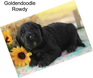 Goldendoodle Rowdy