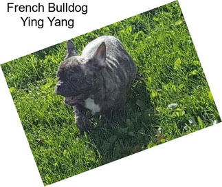 French Bulldog Ying Yang