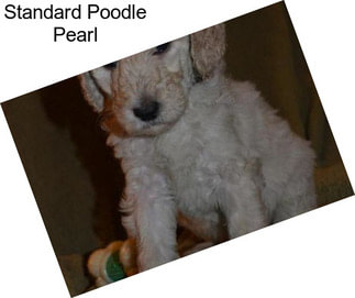 Standard Poodle Pearl