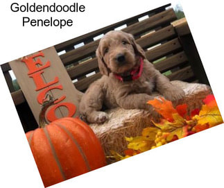 Goldendoodle Penelope