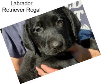 Labrador Retriever Regal