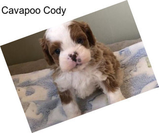 Cavapoo Cody