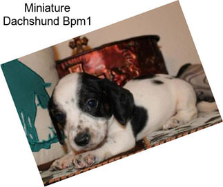 Miniature Dachshund Bpm1