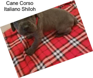 Cane Corso Italiano Shiloh