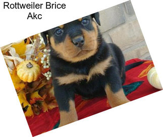 Rottweiler Brice Akc