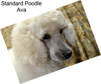 Standard Poodle Ava