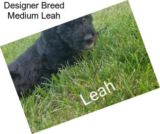 Designer Breed Medium Leah