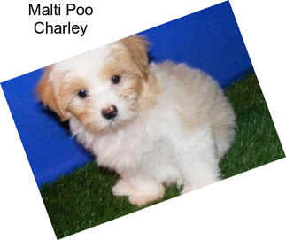 Malti Poo Charley