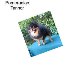 Pomeranian Tanner