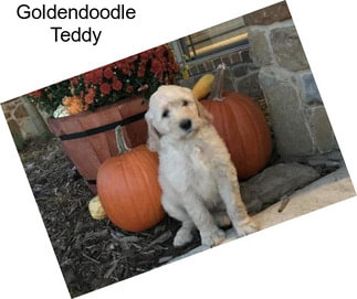 Goldendoodle Teddy