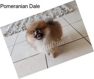 Pomeranian Dale