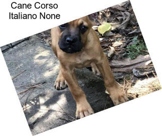 Cane Corso Italiano None