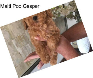 Malti Poo Gasper