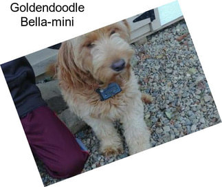 Goldendoodle Bella-mini