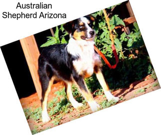 Australian Shepherd Arizona