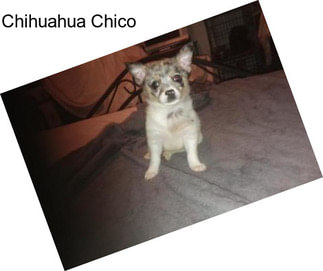 Chihuahua Chico