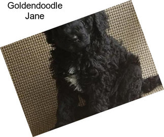 Goldendoodle Jane