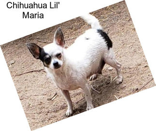 Chihuahua Lil\' Maria