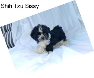 Shih Tzu Sissy