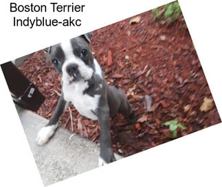 Boston Terrier Indyblue-akc
