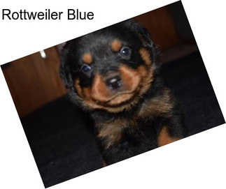 Rottweiler Blue