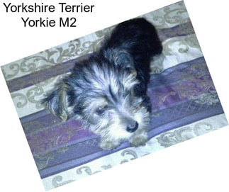 Yorkshire Terrier Yorkie M2