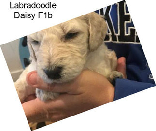 Labradoodle Daisy F1b