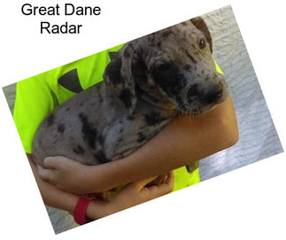 Great Dane Radar