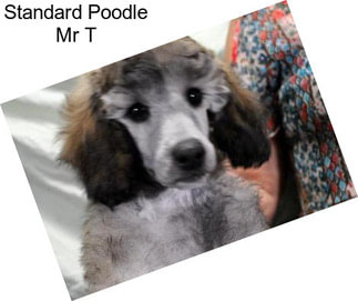 Standard Poodle Mr T