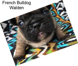 French Bulldog Walden