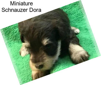 Miniature Schnauzer Dora