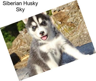 Siberian Husky Sky