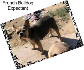 French Bulldog Expectant