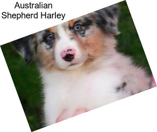 Australian Shepherd Harley