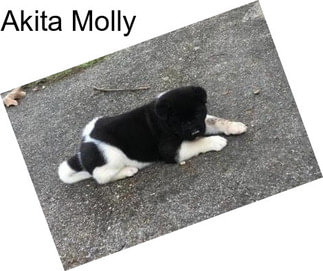 Akita Molly