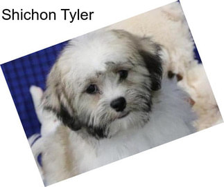 Shichon Tyler