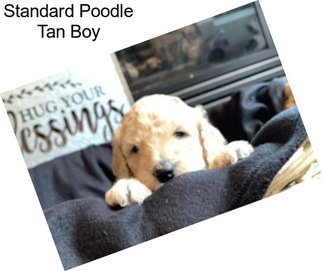 Standard Poodle Tan Boy