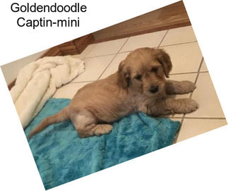 Goldendoodle Captin-mini