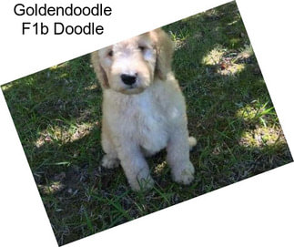 Goldendoodle F1b Doodle