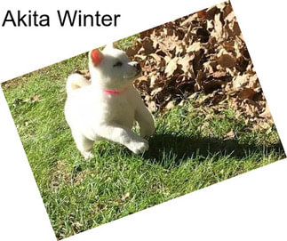 Akita Winter