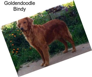 Goldendoodle Bindy