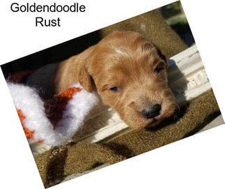 Goldendoodle Rust