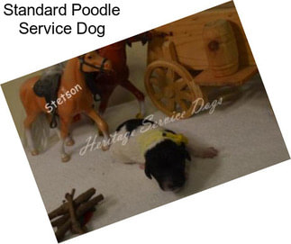 Standard Poodle Service Dog