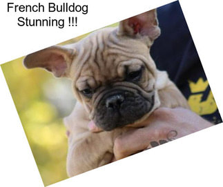 French Bulldog Stunning !!!