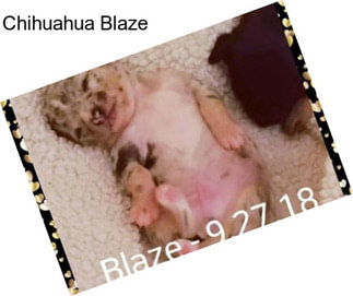 Chihuahua Blaze