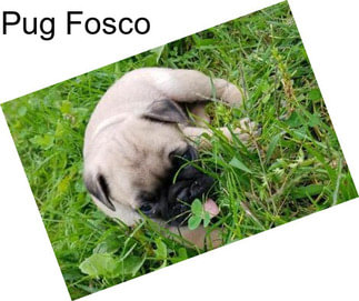 Pug Fosco