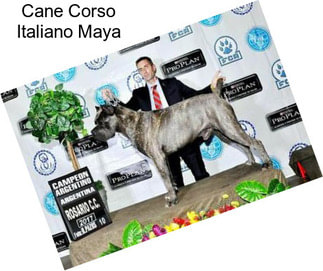 Cane Corso Italiano Maya